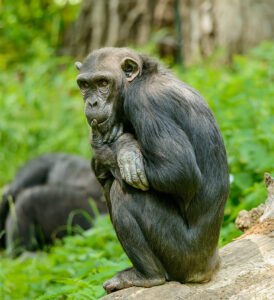 تکامل احساس‌های اخلاقی